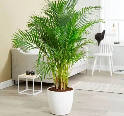 Комнатная пальма — виды и уход | Growbox market | Дзен