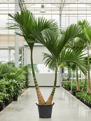 Веерные пальмы: виды, фото, советы по уходу | flori-da.ru