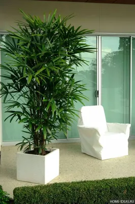 Комнатная пальма – 10+ видов, которые украсят ваш дом