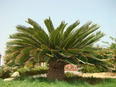 Комнатные пальмы: их разновидности с фото и названиями
