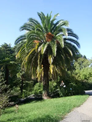 Финиковая пальма — Википедия