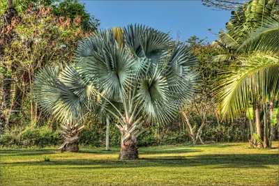 Тропики в домашних условиях: 5 комнатных пальм, которые сможет вырастить  каждый