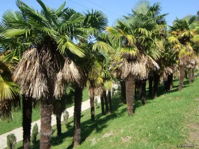 Арека, Хризалидокарпус - Areca. Уход за пальмой Арека, описание видов,  выращивание