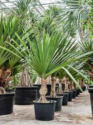 Как вырастить пальму в домашних условиях | myDecor