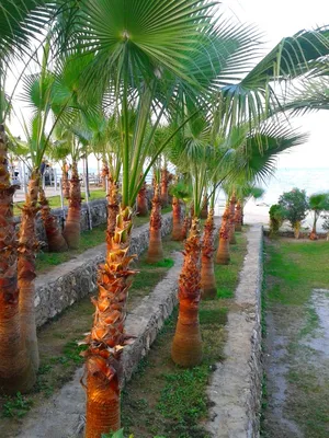 Помогите определить вид пальмы.. - Пальмы комнатные растения с фото и  названия - GreenInfo.ru