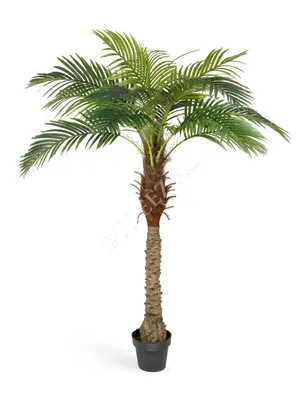 Панданус полезный (Винтовая пальма) H325 D70 см (4PAUTRS07) - купить за 200  200 ₽ в интернет-магазине Гарден Гров