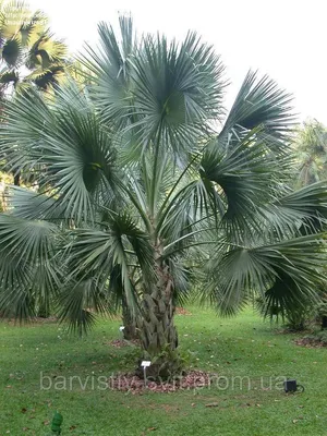 Комнатная пальма: виды с фото и названиями, особенности ухода за цветком в  домашних условиях