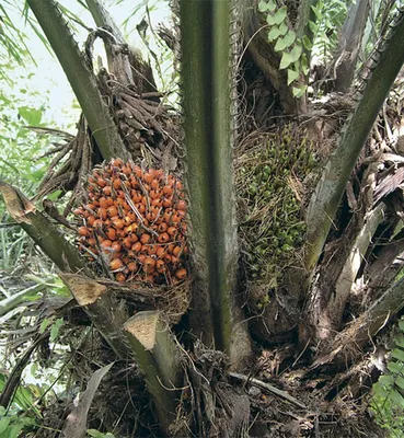 Yana Leen - 🌴Have a good Wednesday🌴 В Южной Флориде произрастает более  100 видов пальм. Хотя, изначально, на территории штата росло около 15 видов,  остальные были завезены за последние 200 лет и