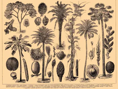 Цикас, саговая пальма - Cycas. Уход за саговником, фото