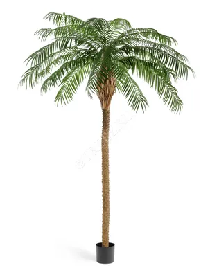 Домашняя пальма: уход и условия содержания. Виды домашних пальм. Проблемы в  уходе. — Сев-Кав ЦВЕТЫ