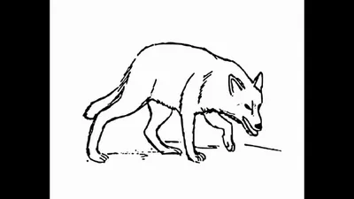 Волк на псарне (илл. Е. Рачев) | Lookomorie