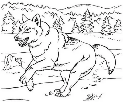 Легкий рисунок волк на псарне - 63 фото