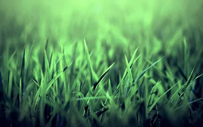 Обои Зеленая, зеленая трава, картинки - Обои для рабочего стола Зеленая,  зеленая трава фото из альбома: (природа)