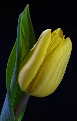 Обои для рабочего стола Желтый тюльпан цветок вблизи 3200x5004