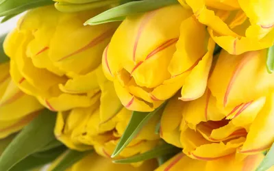 Желтые тюльпаны скачать фото обои для рабочего стола (картинка 6 из 6)
