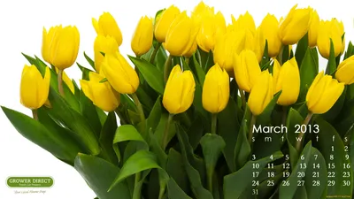 Обои Календари Цветы, обои для рабочего стола, фотографии календари, цветы,  желтые, тюльпаны Обои для рабочего стола, скачать обои картинки заставки на рабочий  стол.