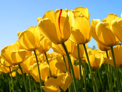 yellow tulip flower, желтый тюльпан, желтые тюльпаны фото на рабочий стол,  цветы, tulip, желтый, Свадебное агентство Москва