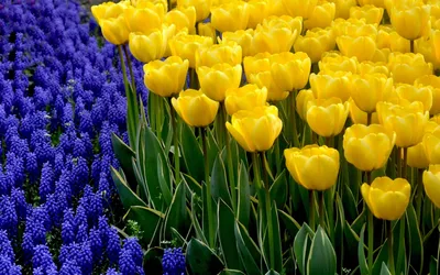 Фон рабочего стола где видно весна, тюльпаны, желтые цветы, красивые обои  на рабочий стол, spring, tulips, yellow flowers, beautiful wallpapers on  your desktop