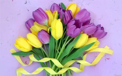 Обои Цветы Тюльпаны, обои для рабочего стола, фотографии цветы, тюльпаны,  сиреневый, желтый Обои для рабочего стола, скачать обои картинки заставки  на рабочий стол.