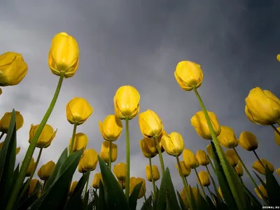 Желтые тюльпаны на фоне темного неба: обои с цветами, картинки, фото  1600x1200