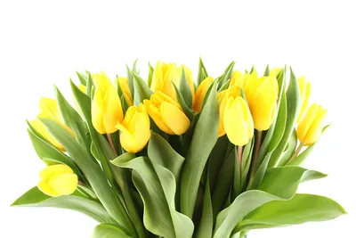Фотография Желтый тюльпан Цветы Много белым фоном