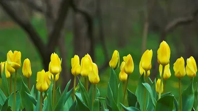 Обои на рабочий стол желтые тюльпаны - 71 фото