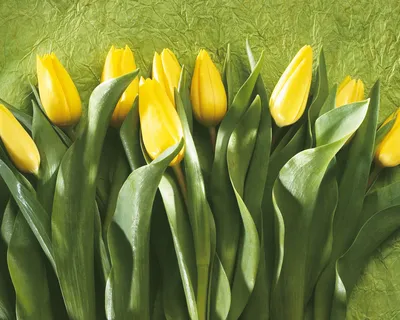 Весна желтые тюльпаны (38 фото) - 38 фото