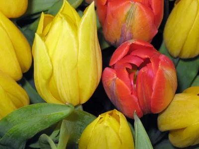 Желтые тюльпаны - обои для рабочего стола