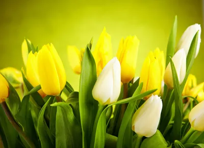Фон рабочего стола где видно 8К обои, желтые тюльпаны, голубой фон, букет,  ваза, бутоны, весенние цветы, 8K wallpaper, yellow tulips, blue background,  bouquet, vase, buds, spring flowers