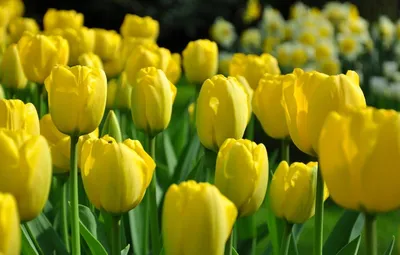 Обои цветы, желтые тюльпаны, лепестки, капли воды на рабочий стол