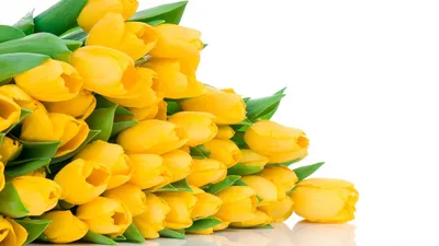 Обои на рабочий стол Весенние цветы - желтые тюльпаны, обои для рабочего  стола, скачать обои, обои бесплатно