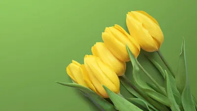 Большой букет из жёлтых тюльпанов лежит на поверхности на белом фоне - обои  на рабочий стол