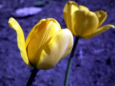 Обои тюльпаны, цветы, желтые, дождь, капли, свежесть картинки на рабочий  стол, фото скачать бесплатно