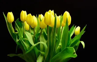 Обои Цветы Тюльпаны, обои для рабочего стола, фотографии цветы, тюльпаны,  бутоны, жёлтые Обои для рабочего стола, скачать обои картинки заставки на рабочий  стол.