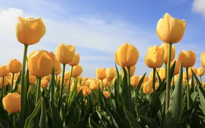 Желтые тюльпаны фон - фото и картинки: 56 штук