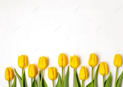 Обои цветы, небо, природа, растения, поле, желтые, тюльпаны, поляна на рабочий  стол