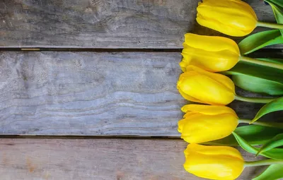 Обои тюльпаны, цветы, желтые, клумба картинки на рабочий стол, фото скачать  бесплатно