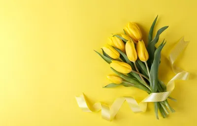 Плантация желтых тюльпанов под солнцем - обои на рабочий стол