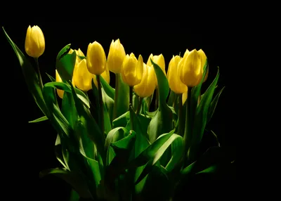 желтые тюльпаны на белом фоне, высокое разрешение, цветок, желтый фон  картинки и Фото для бесплатной загрузки