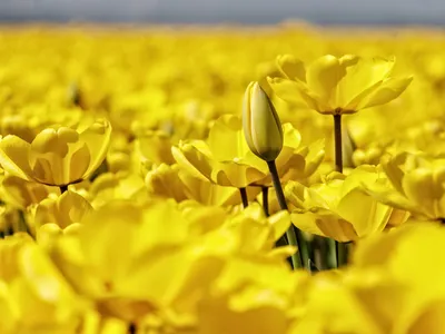 Тюльпан Букет цветов Рабочий стол Желтый, тюльпан, синий, аранжировка  цветов, белый png | PNGWing