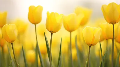 Открытки с желтыми тюльпанами - 32 фото