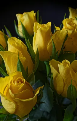 Фото желтые Тюльпаны цветок вблизи на черном фоне 1920x3000