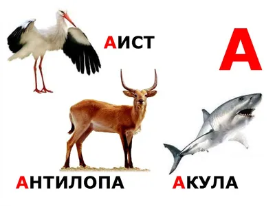 Алфавитный определитель животных / Животные на букву «А» / Альпака