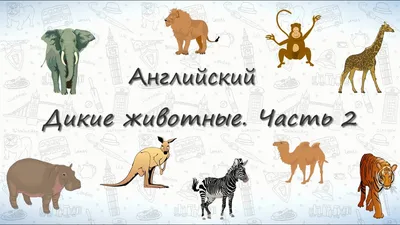 Животные на узбекском, русском и английских языках (видео) — Таълим /  Образование