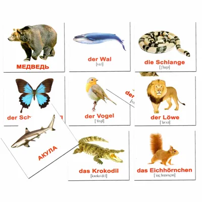 Животные на французском языке | Французский для начинающих на сайте  kartinki-fr.ru