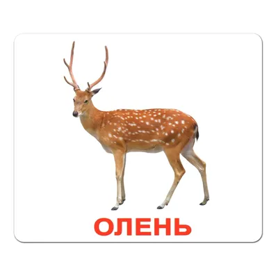 Лесные животные в натуральную величину. Хааг Х. — купить книгу в Минске —  Biblio.by