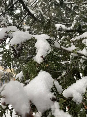 Обои: Макросъемка снега на дикой ели – фото зимы (3024x4032)