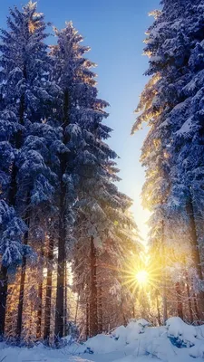 Скачать обои зима, лес, снег, деревья, пейзаж, фотография, iPhone, рука,  раздел hi-tech в разрешении 1024x1024