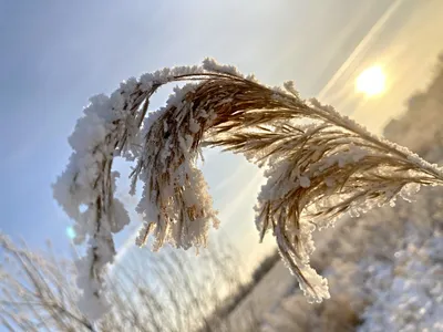 Обои Зима, снег, лес, деревья, солнечные лучи 640x1136 iPhone 5/5S/5C/SE  Изображение