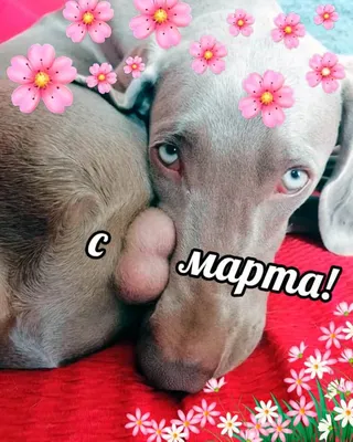 Приколы на 8 марта. Девчонки, всех с праздником! / Писец - приколы интернета